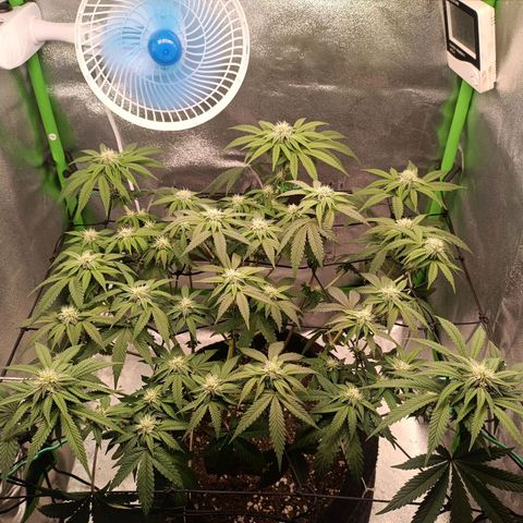 Impecable  growlog timeline photo