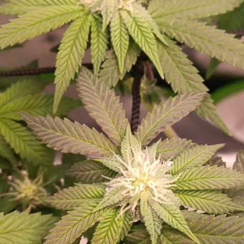 Impecable  growlog timeline photo