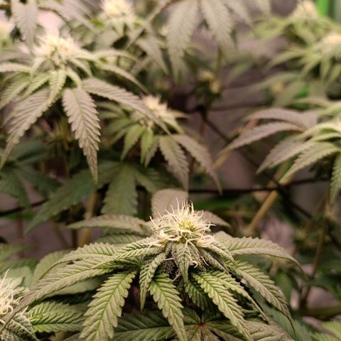 Impecable  growlog timeline photo