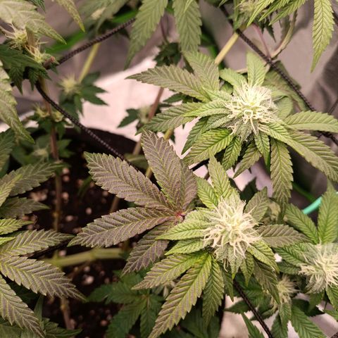 Impecable  growlog timeline photo