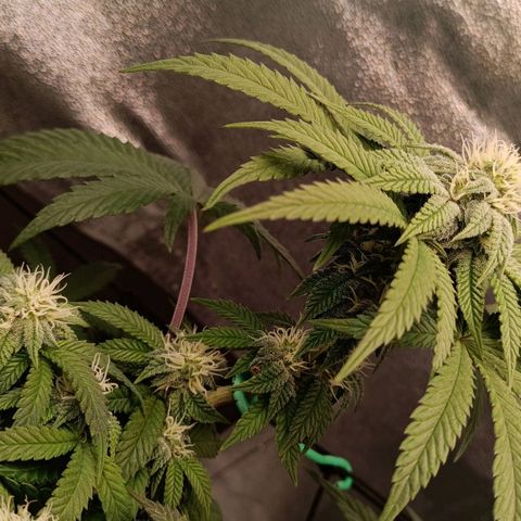 Impecable  growlog timeline photo