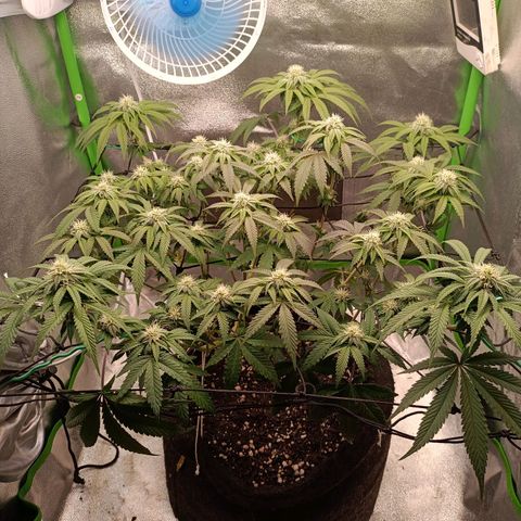 Impecable  growlog timeline photo