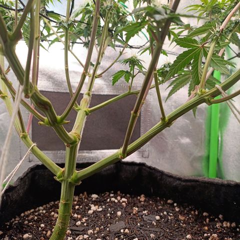 Impecable  growlog timeline photo