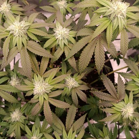 Impecable  growlog timeline photo