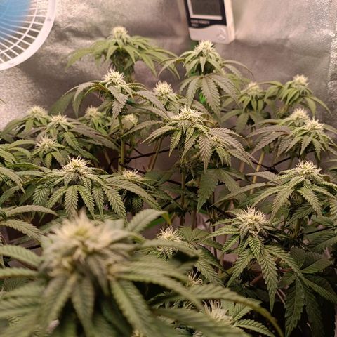 Impecable  growlog timeline photo
