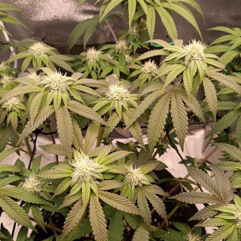 Impecable  growlog timeline photo