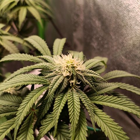 Impecable  growlog timeline photo