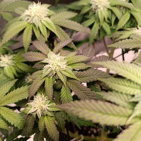 Impecable  growlog timeline photo