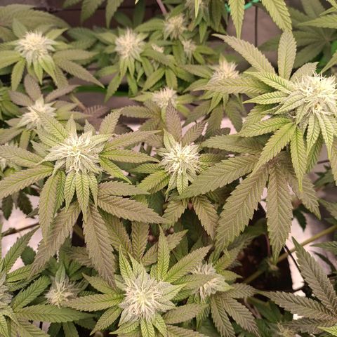 Impecable  growlog timeline photo