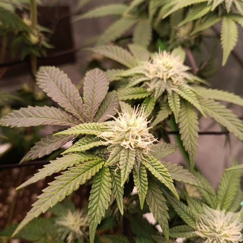 Impecable  growlog timeline photo