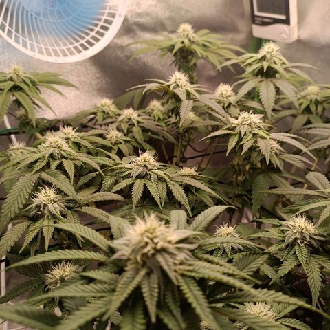 Impecable  growlog timeline photo