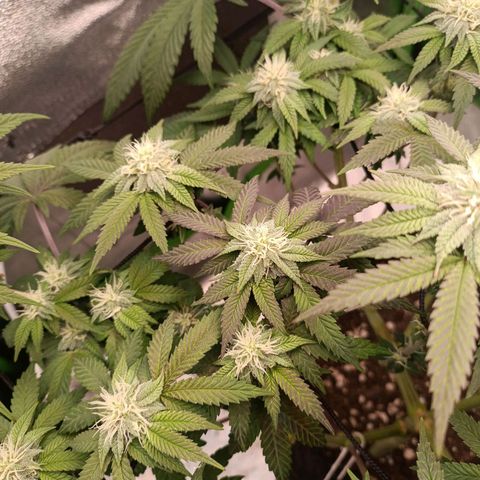 Impecable  growlog timeline photo