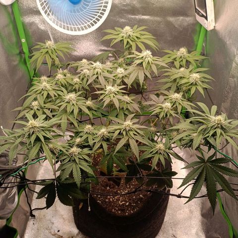 Impecable  growlog timeline photo