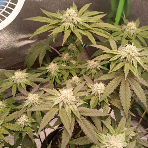 Impecable  growlog timeline photo