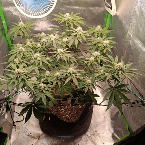 Impecable  growlog timeline photo