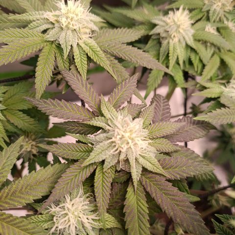 Impecable  growlog timeline photo