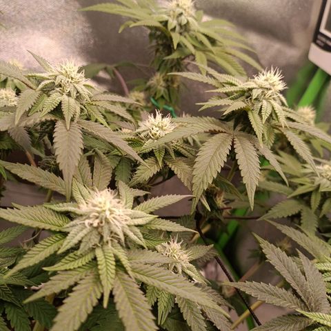 Impecable  growlog timeline photo