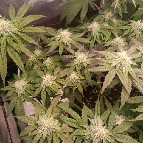 Impecable  growlog timeline photo