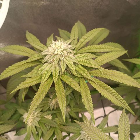 Impecable  growlog timeline photo