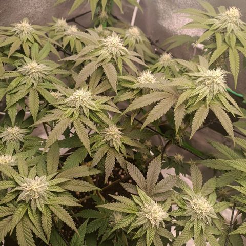 Impecable  growlog timeline photo