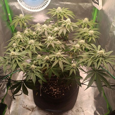 Impecable  growlog timeline photo