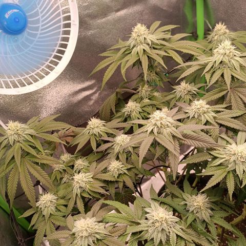 Impecable  growlog timeline photo