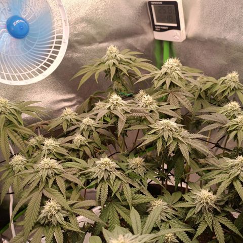 Impecable  growlog timeline photo