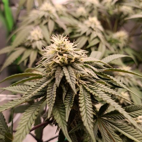 Impecable  growlog timeline photo
