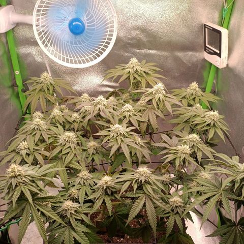 Impecable  growlog timeline photo