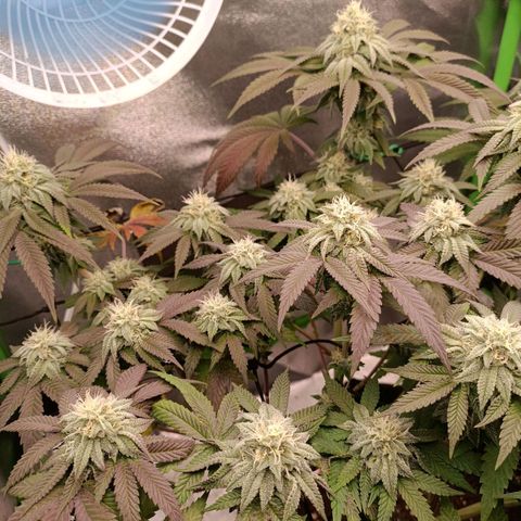 Impecable  growlog timeline photo