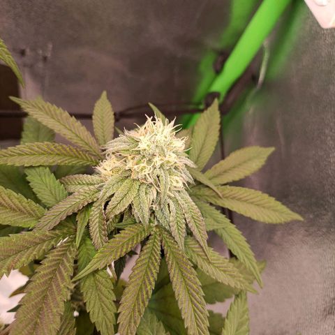 Impecable  growlog timeline photo