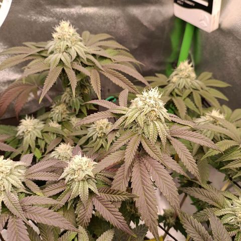 Impecable  growlog timeline photo