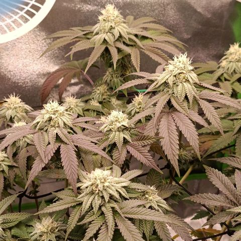 Impecable  growlog timeline photo