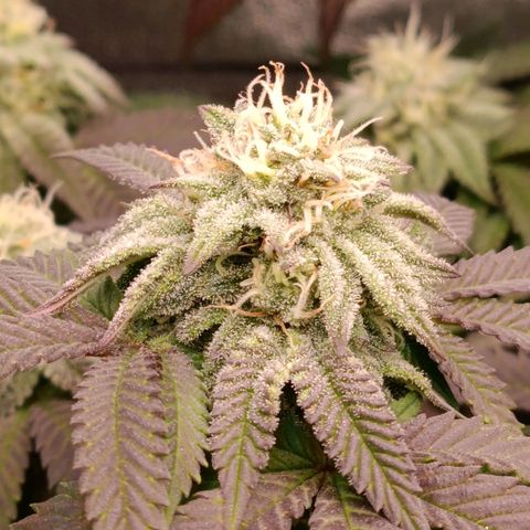 Impecable  growlog timeline photo