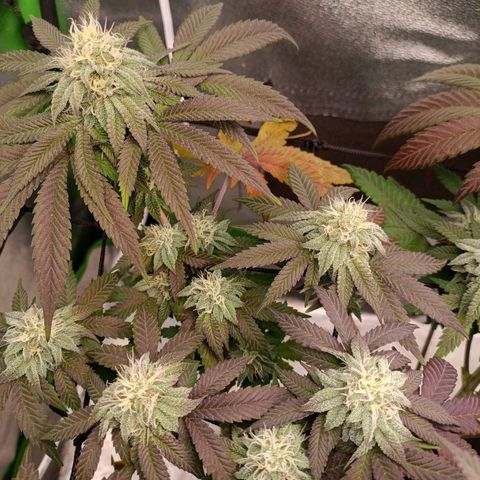 Impecable  growlog timeline photo