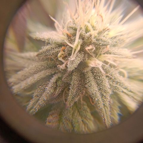 Impecable  growlog timeline photo