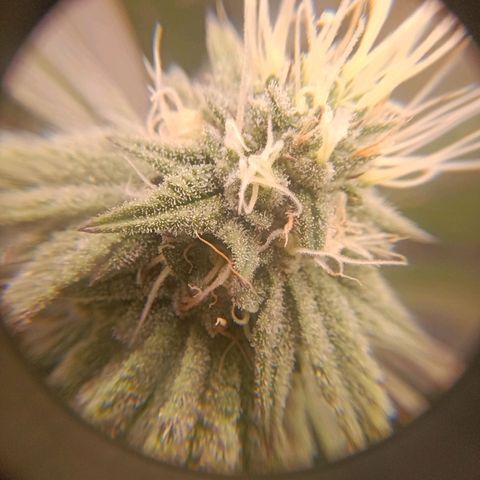 Impecable  growlog timeline photo