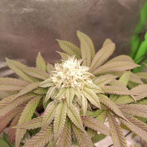 Impecable  growlog timeline photo