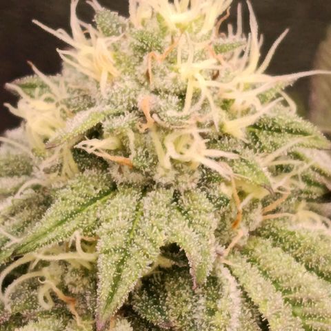 Impecable  growlog timeline photo