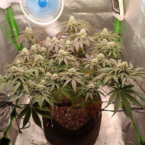 Impecable  growlog timeline photo
