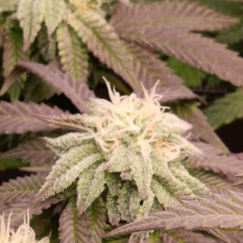 Impecable  growlog timeline photo