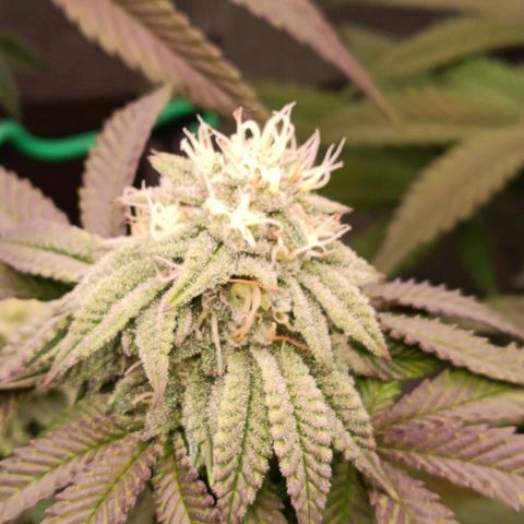 Impecable  growlog timeline photo