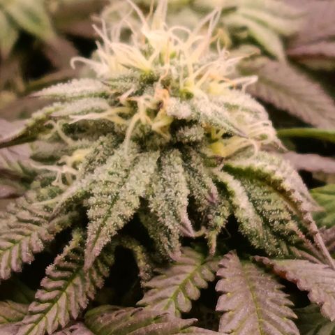 Impecable  growlog timeline photo