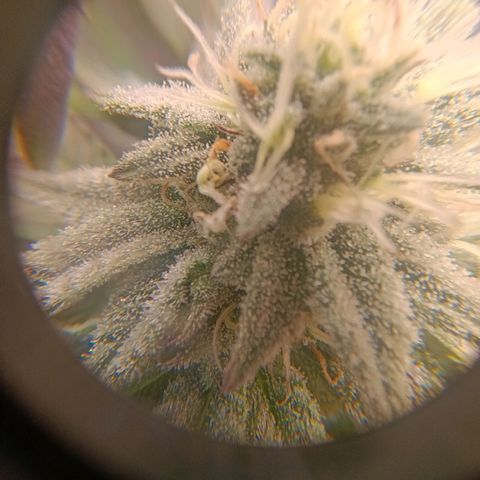 Impecable  growlog timeline photo