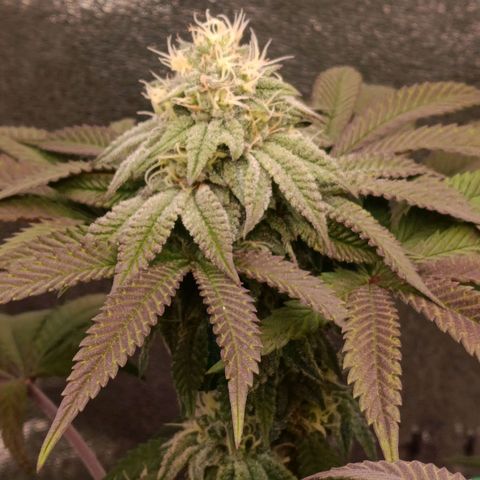 Impecable  growlog timeline photo