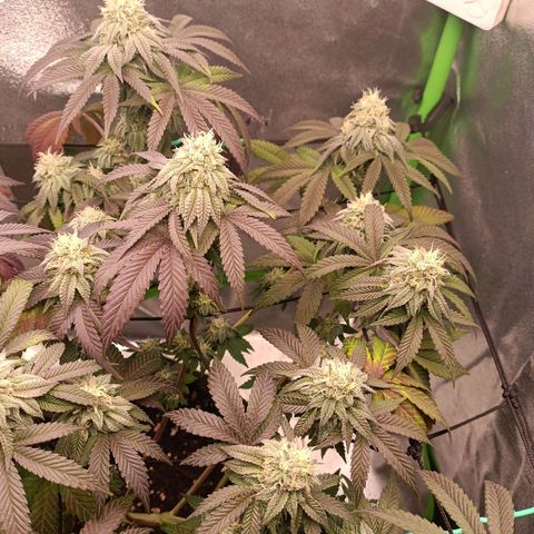 Impecable  growlog timeline photo