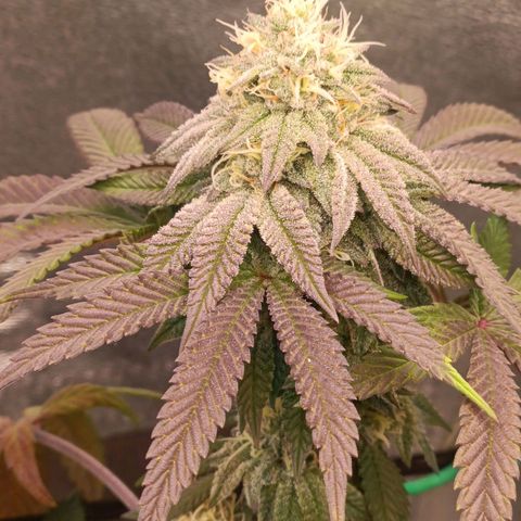 Impecable  growlog timeline photo