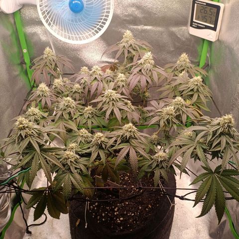 Impecable  growlog timeline photo