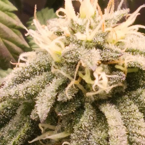 Impecable  growlog timeline photo