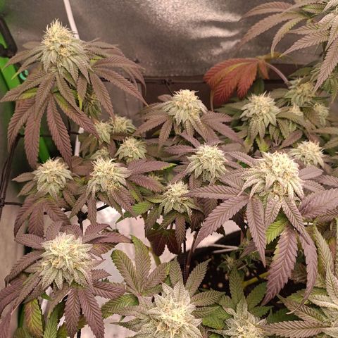 Impecable  growlog timeline photo